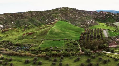 Olivenöl und grüne Wiese im Frühling
