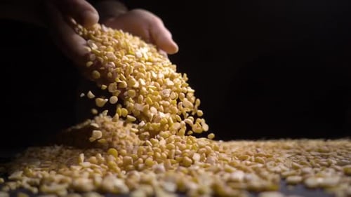 Hands Pouring Dried Yellow Split Peas Close Up