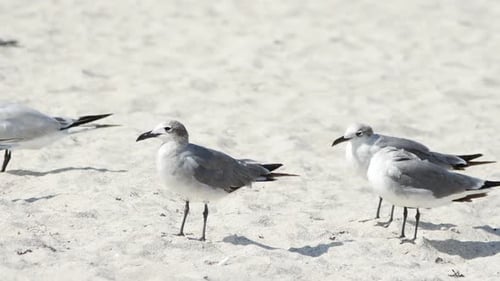 Birds Standing Tranquilly on a Sandy Beach