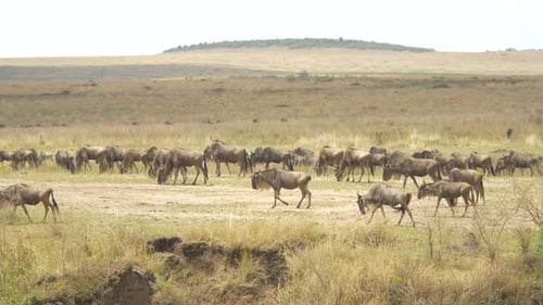 Pan left view of wildebeests on the savannah
