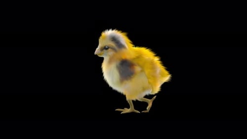 Animated Realistic 3D Chick Walking and Standing