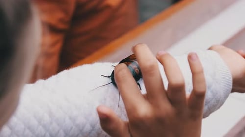 Madagascar Cockroach on the Girl's Hand. The Child Holding and Stroking Insect.