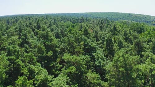 Grüner Wald