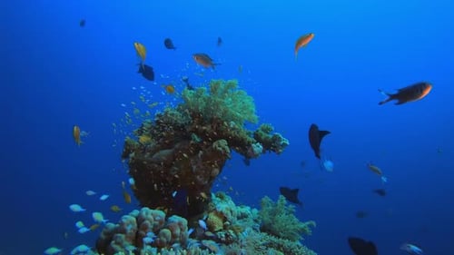 Tropical Underwater Fish Reef