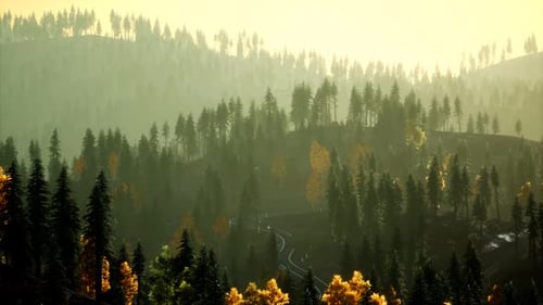 Sunlight in Spruce Forest in the Fog on the Background of Mountains at Sunset