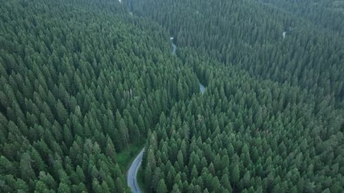 Route Curvy Forest 2