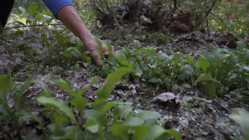 Mature, beautiful woman picking fresh, home grown arugula in a garden. The ultimate farm to table. S
