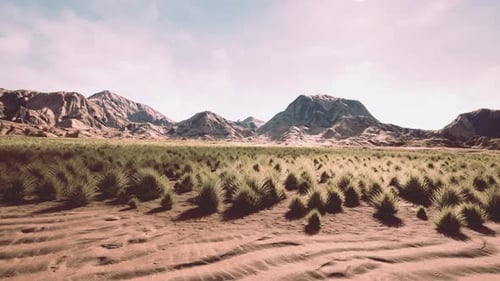 Flat Desert with Bush and Grass