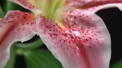 Tautropfen auf Blumenlilie, Zeitlupe