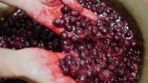 Cook mélange des cerises avec du sucre