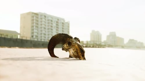 Realistic Ram Skull on Sun-Drenched Beach Sand