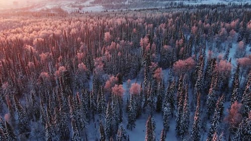 Vue aérienne d'une beauté irréaliste de la forêt d'épinettes d'hiver à l'aube au lever du soleil