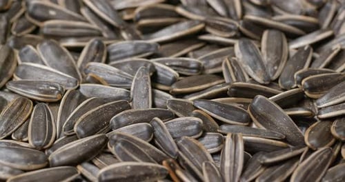Pile of Raw Sunflower Seeds Close Up