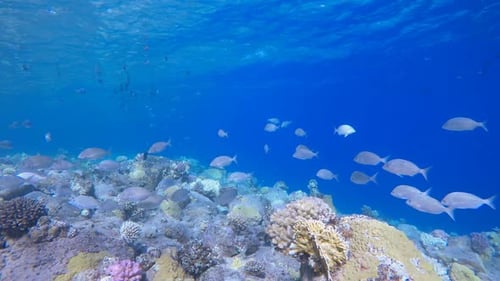 Underwater Fish and Coral Garden
