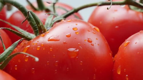 Frisches saftiges Bio-Tomatengemüse auf Reben Slow Tilt 4K 2160p 30fps UltraHD-Aufnahmen - Rote Tomate