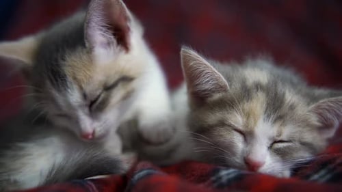 Sleeping Kittens Cuddled Together on Blanket