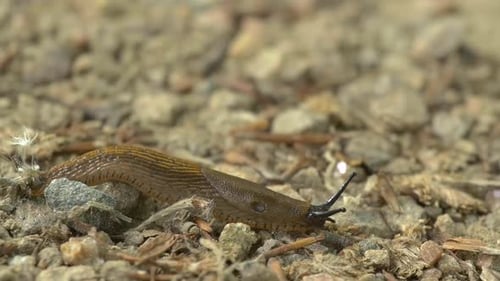 Schnecke