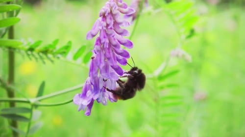 Bee Pollinating Purple Flower in Lush Green Meadow