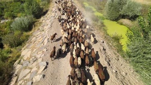 Schafherde auf staubiger Straße