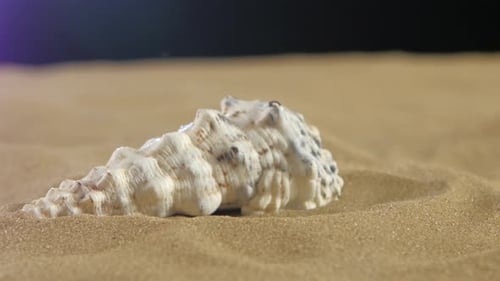 Ungewöhnliche Muschel, weiß, auf Sand, Schwarz, Nahaufnahme, Rotation