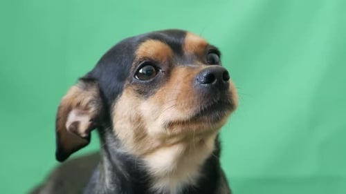 kleiner lustiger Hund auf grünem Bildschirm, niedlicher Hund, der in die Kamera schaut, Platz für Werbetext