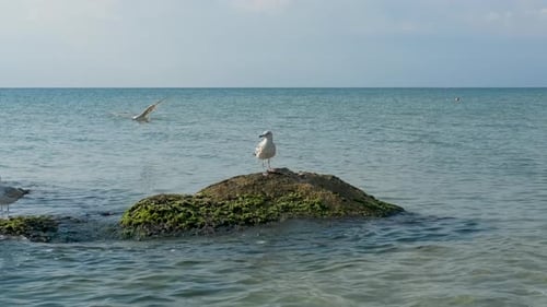 Vögel ruhen im Meer.