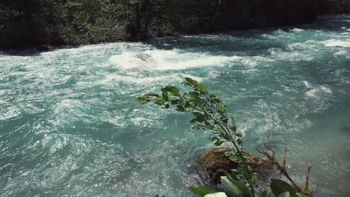 Stream of Water Flows in the Direction of the River, Along the Sides Are Trees