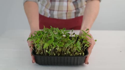 Femme qui se soucie de Microgreen