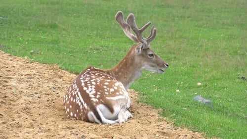 Elegant Spotted Deer Resting Peacefully in Grassy Nature
