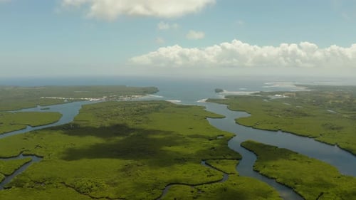 Aerial View of Mangrove Forest and River