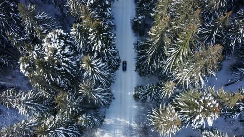 Car Driving On Snowy Road Between Pine Tree Forest At Winter. - aerial