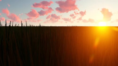 Paysage de Sunset Field