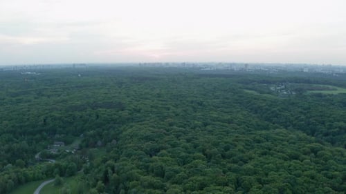 Coucher de soleil forestier
