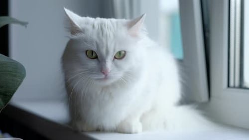 Fluffy White Cat Sits Indoors by Window