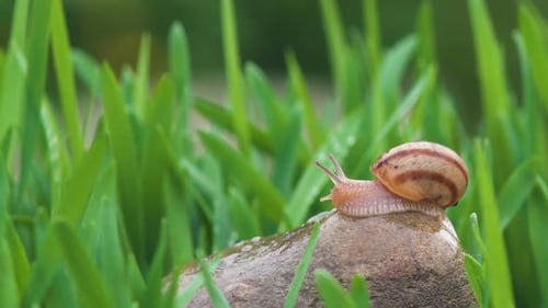 Snail Crawls Along Green Grass In Rain