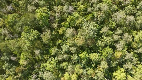 Aerial top view of lush green trees from above in tropical forest in national park