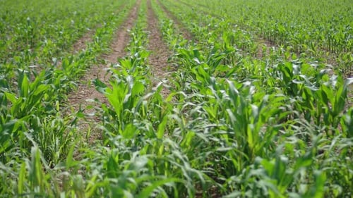 Young Maize Field in Rows