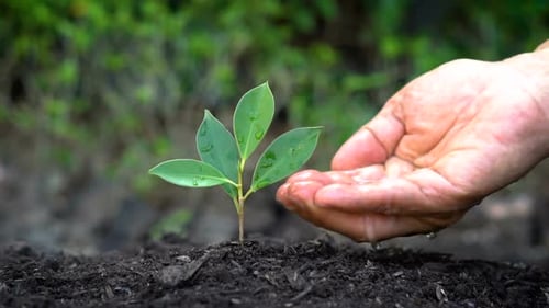 Câmera lenta: mão fotografada dando água para a planta