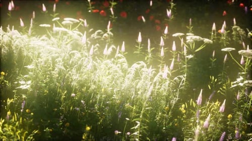 Wild Flowers in the Field
