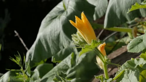 Cucurbita pepo, fleur jaune, peu profonde, DOF 4K 2160p, 30 images par seconde, vidéo UltraHD - Gros plan de la courge citrouille