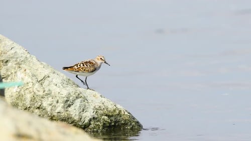 Little Stint