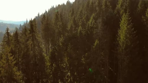 Aerial Drone View: Flight up along pine and spruce tree forest in sunday soft light.