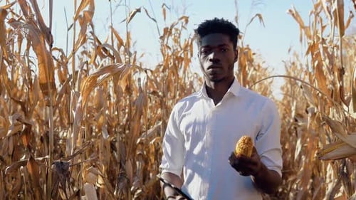 Ein junger afroamerikanischer Agronom, Landwirt, steht inmitten eines Maisfeldes mit Maiskolben