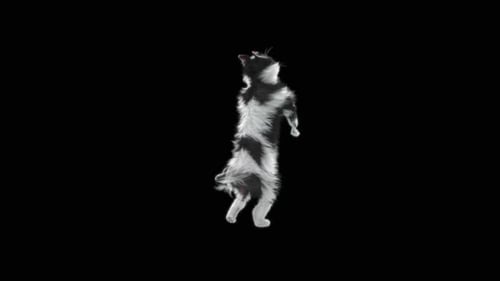 Katze tanzt HD