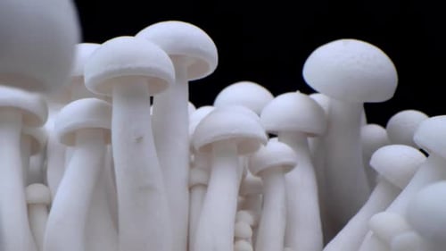 Macro Shot of Champignons Stand in a Row of Mushrooms