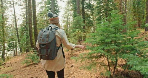 Slow Motion: Young Woman Hiking in Green Forest in Sunny Autumn Day, Pine Woods