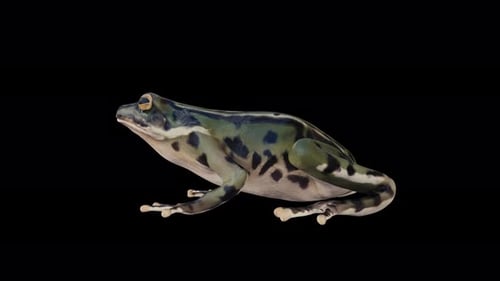 3D Animated Green Frog Blinking on Black Background