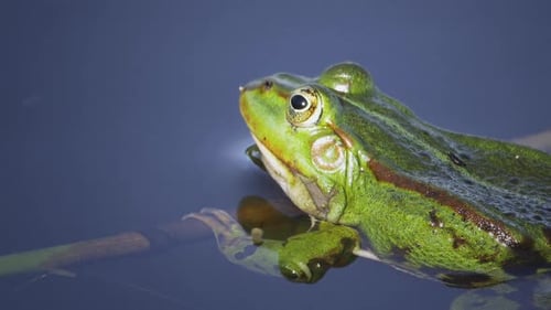 Vibrant Green Frog Perched in Water Close-up