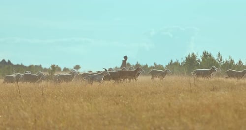 Shepherd Walking with Sheep in Rural Field