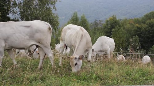 Cows Graze Peacefully on Grassy Rural Hillside